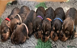 Dachshund dogs for sale: Standard wirehaired (Teckels)  - Image 1