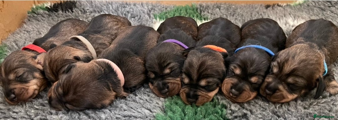 Dachshund dogs for sale: Standard wirehaired (Teckels)  - Image 1