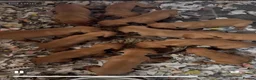 Hungarian Vizsla dogs for sale: KC Vizsla Puppies for Licensed breeder - Advert 4