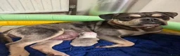 Olde English Bulldogge dogs for sale: Olde English bulldogge puppy - Advert 2