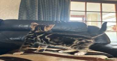 Mixed Breed cats - Advert 7
