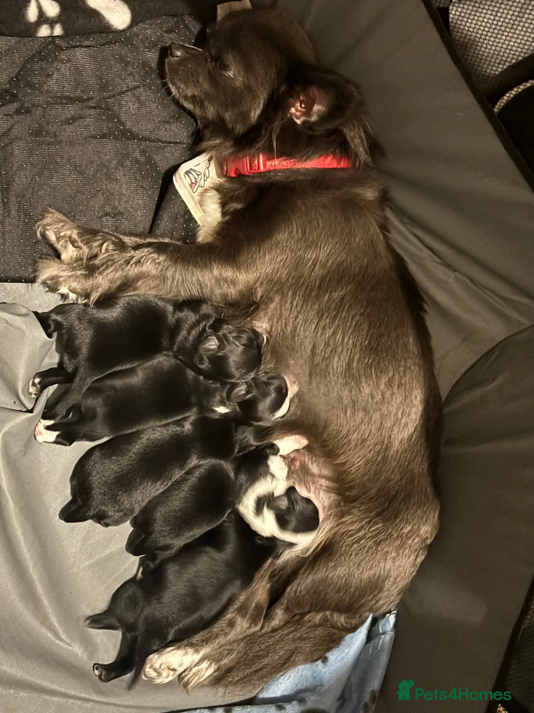 Chihuahua dogs for sale: Chihuahua puppies  in Dereham - Advert 1