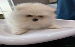 Pomeranian dogs for sale: Adorable Purebred Pomeranian Puppies  - Image 4
