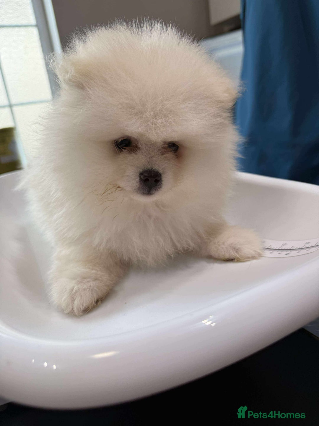 Pomeranian dogs for sale: Adorable Purebred Pomeranian Puppies  - Image 4