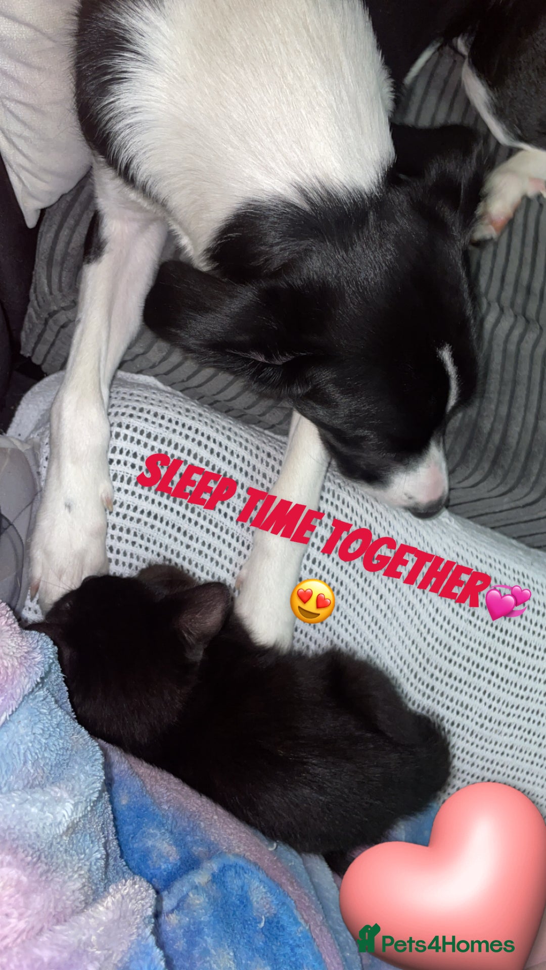 Mixed Breed cats for sale: Kitten - Advert 2