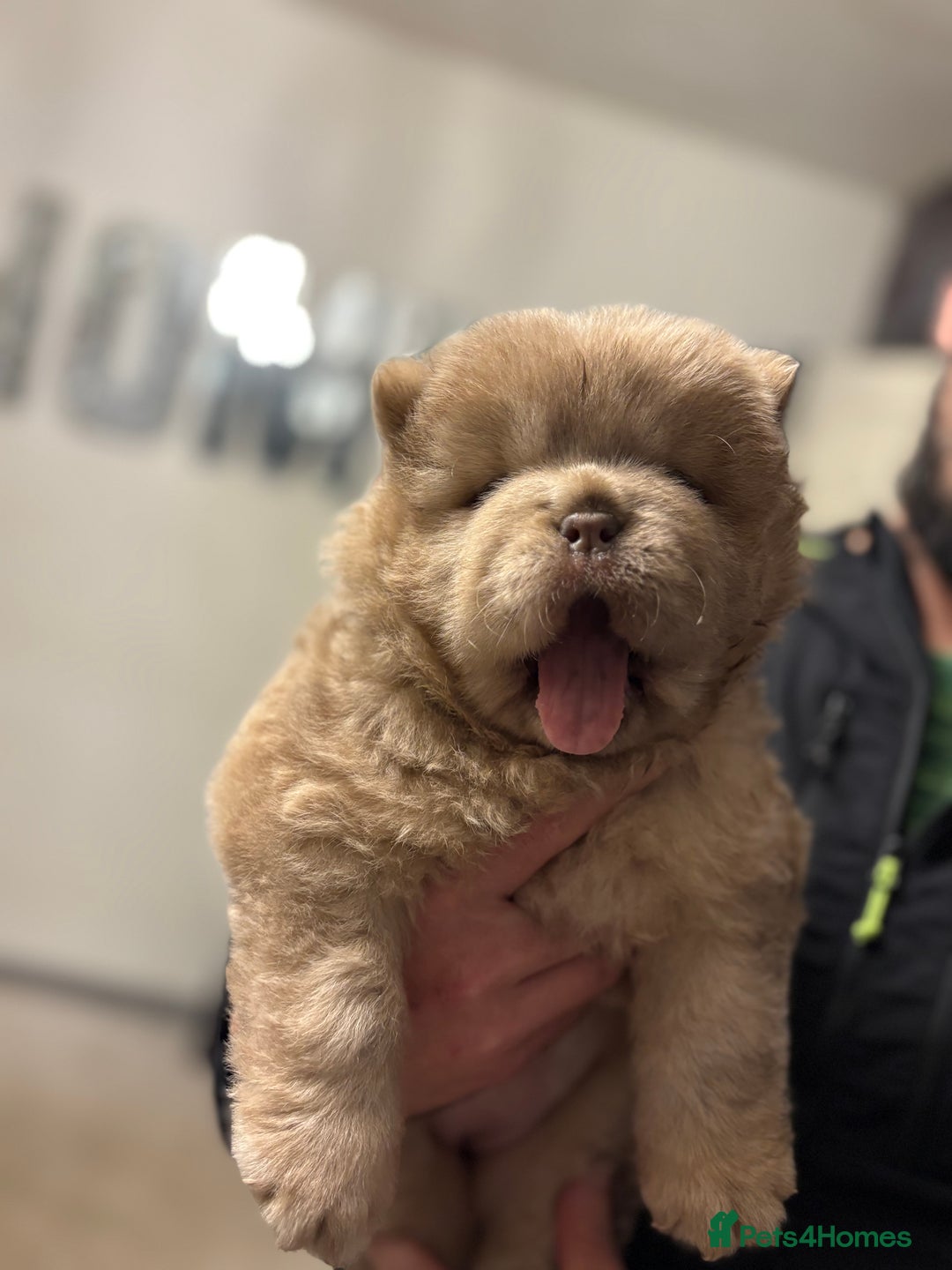 Chow Chow dogs for sale: Lesley Chow  - Advert 5