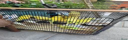 Budgerigars birds for sale: Healthy young budgies  in Liverpool - Advert 3