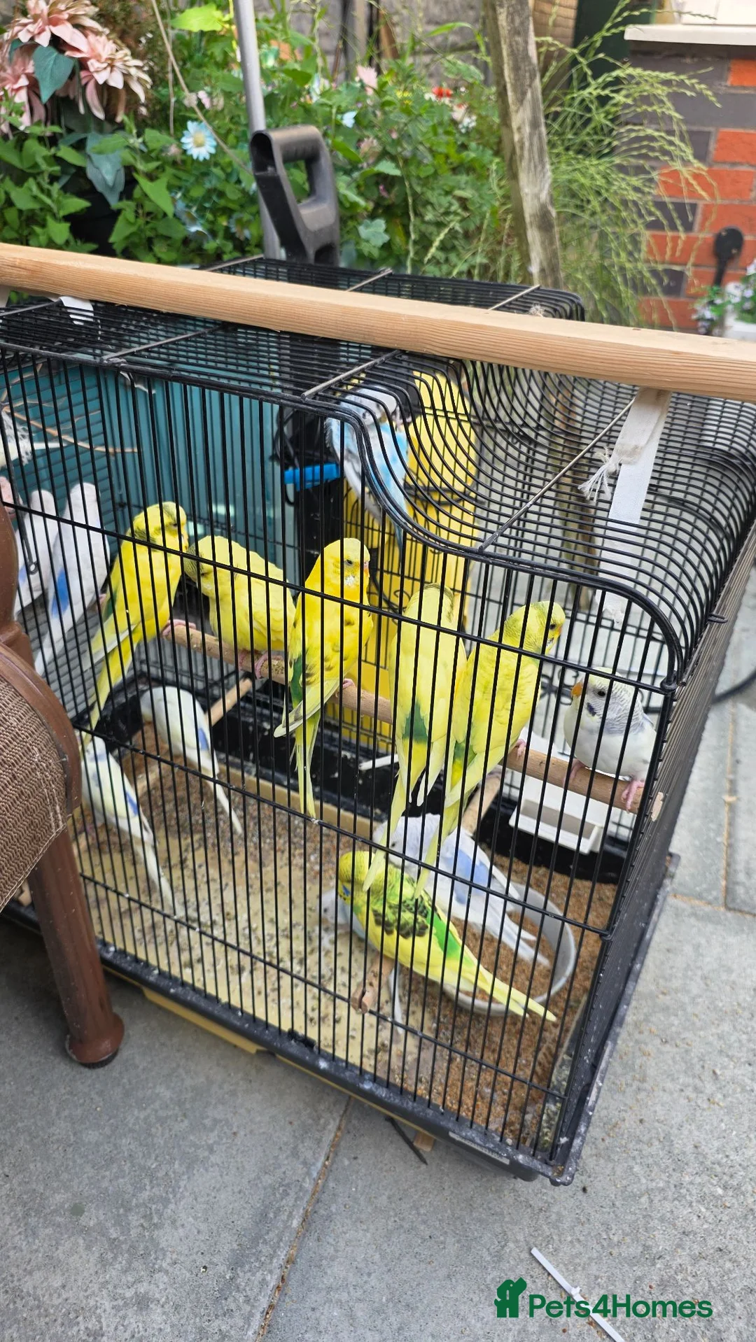 Budgerigars birds for sale: Healthy young budgies  in Liverpool - Advert 3