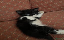 Mixed Breed cats for sale: Two beautiful kittens ready to leave - Image 3
