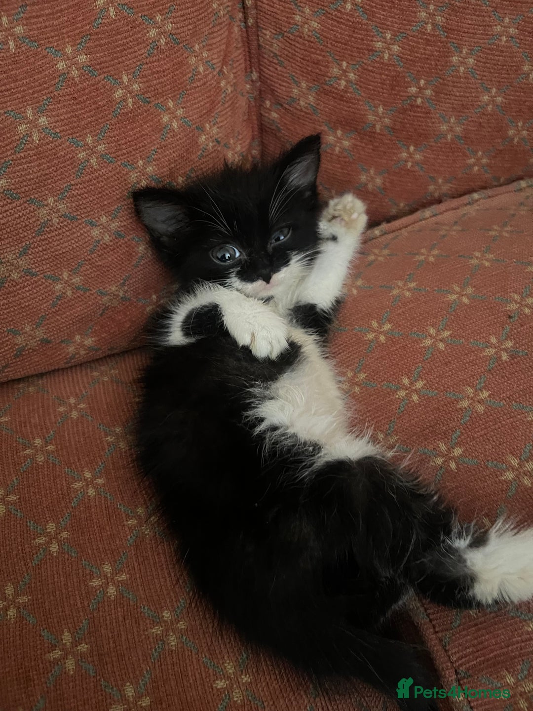 Mixed Breed cats for sale: Two beautiful kittens ready to leave - Image 3