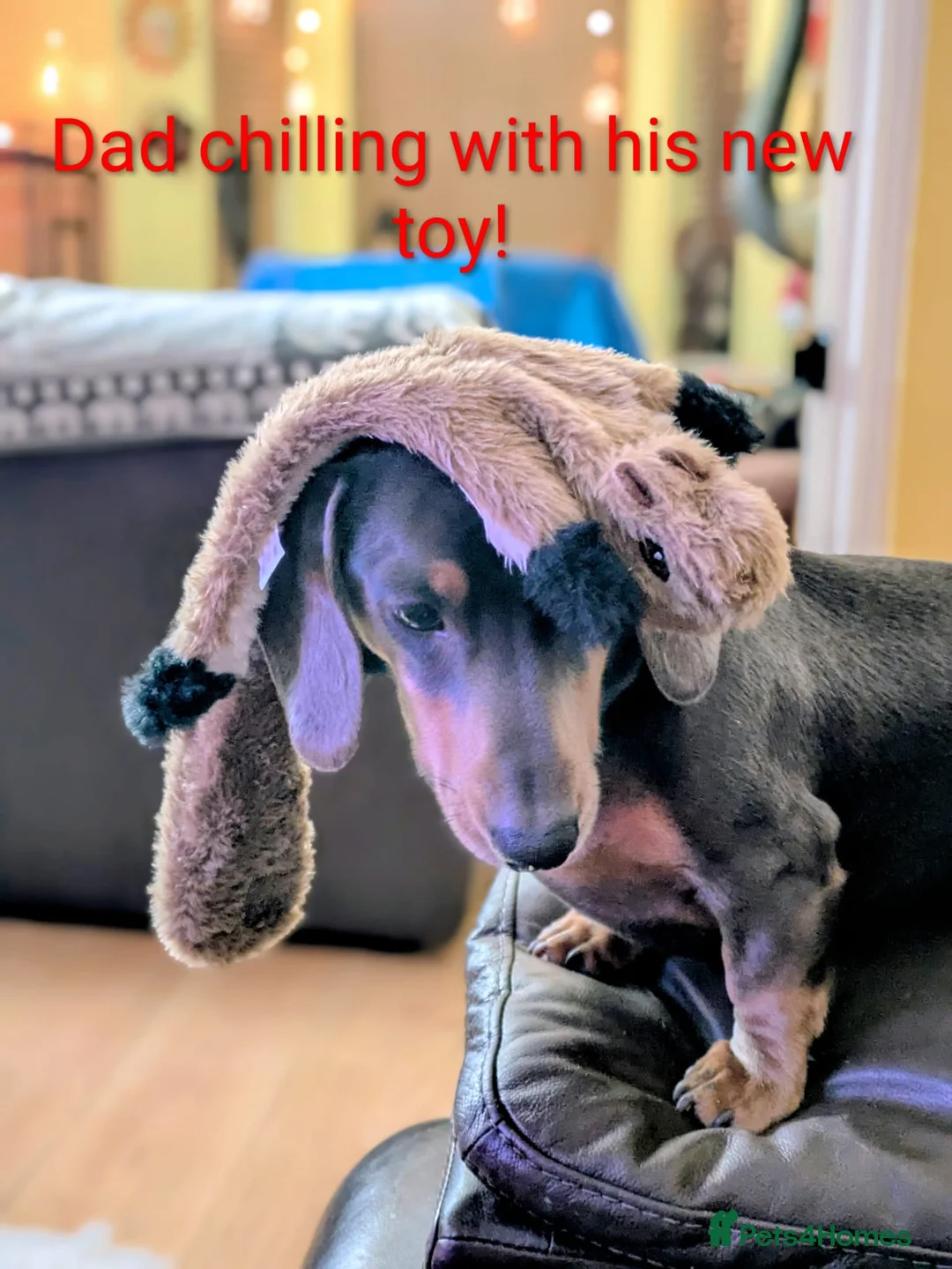 Miniature Dachshund dogs for sale: KC Reg Mini Dachshund Puppies –Loving Homes Only!  - Advert 22