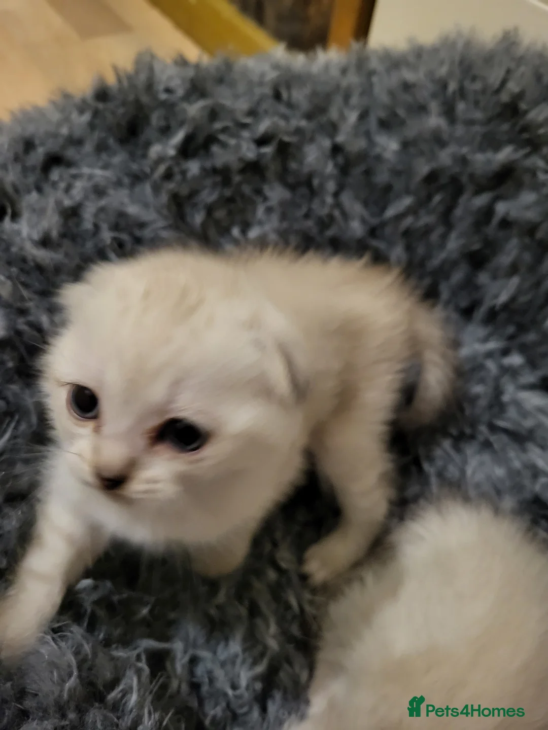 Mixed Breed cats for sale: Beautiful scottish fold&british shorthair  ! - Advert 7