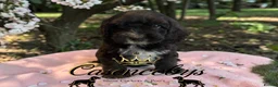 Cockapoo dogs for sale: READY NOW Beautiful DNA clear F1 cockapoos pups - Advert 4
