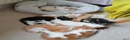 Mixed Breed cats for sale: 8 Lovely Kittens for Sale - Advert 11