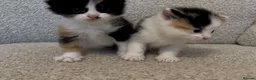 Mixed Breed cats for sale: Two beautiful kittens - Advert 1