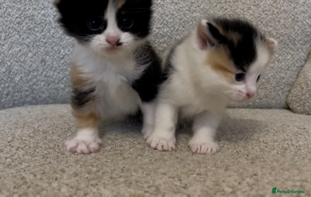 Mixed Breed cats for sale: Two beautiful kittens - Advert 1