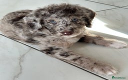 Mixed Breed dogs for sale: Goldendoodle/Australian double doodles  - Image 17