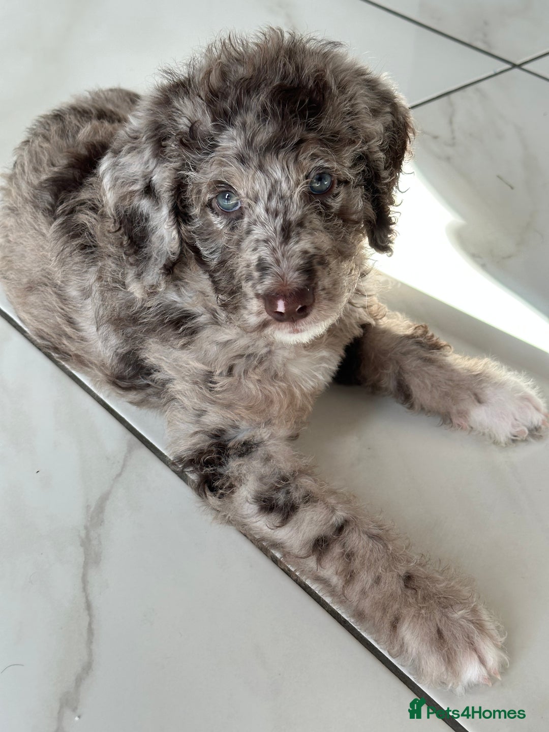 Mixed Breed dogs for sale: Goldendoodle/Australian double doodles  - Image 17