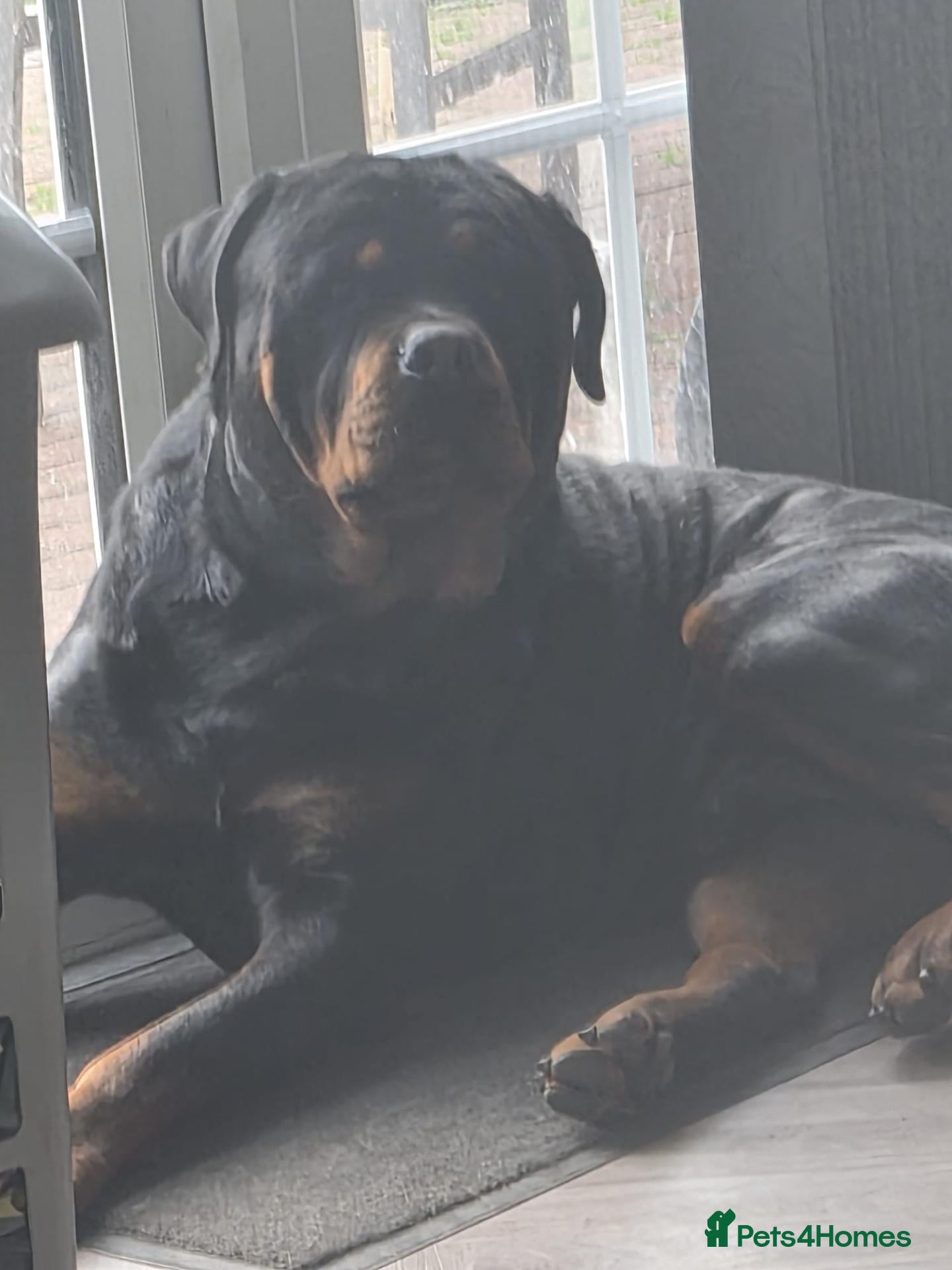 Rottweiler dogs Capone - Advert 1