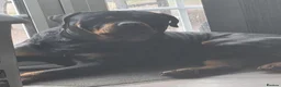 Rottweiler dogs for stud: Capone in Birmingham - Advert 1