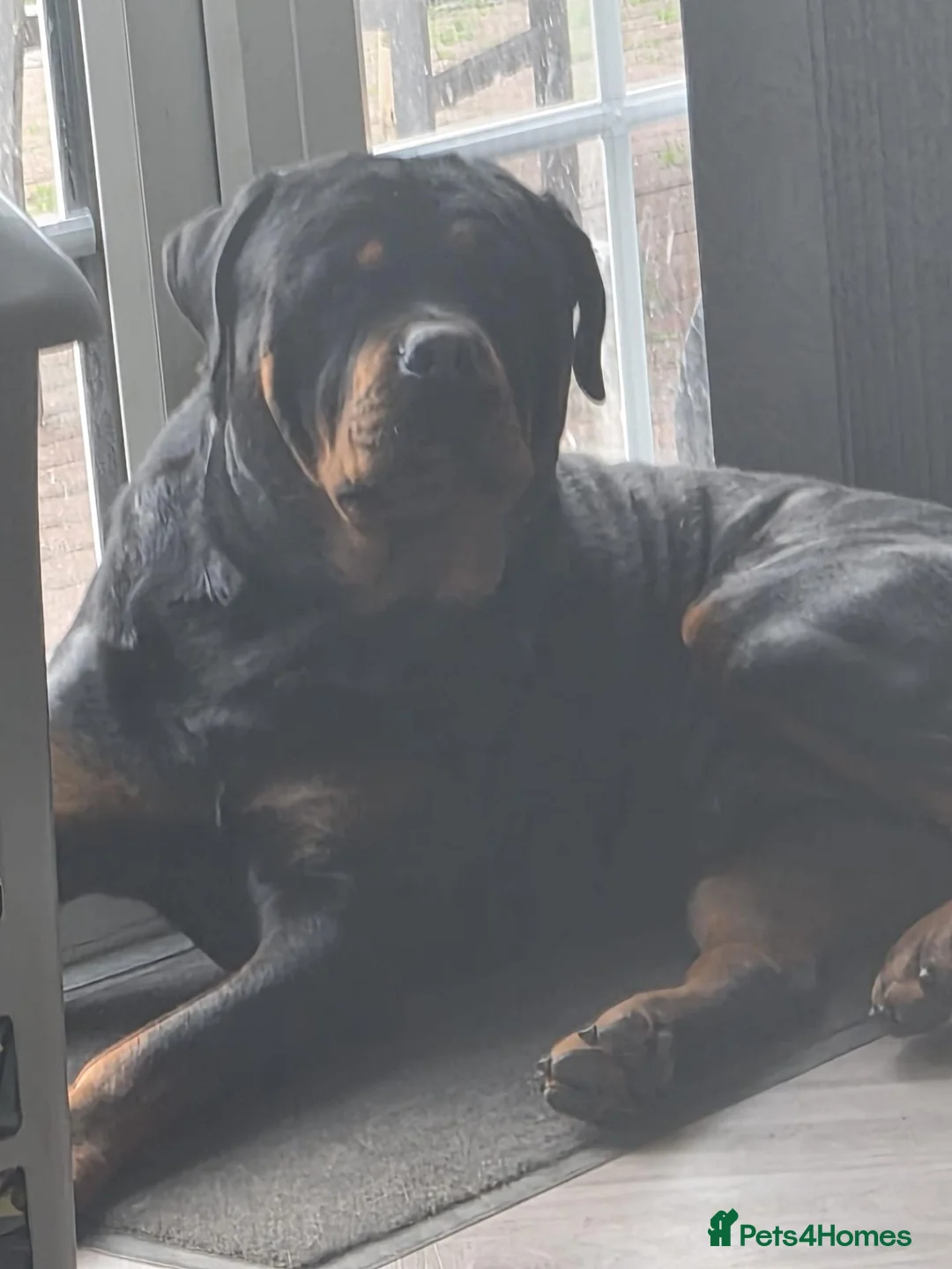 Rottweiler dogs for stud: Capone in Birmingham - Advert 1