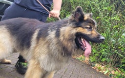 German Shepherd dogs for stud: KC Registered Long Hair German Shepherd Stud - Image 7