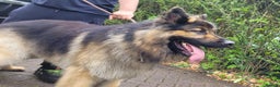 German Shepherd dogs for stud: KC Registered Long Hair German Shepherd Stud - Advert 7