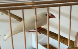 Finches birds for sale: 1 female Java and pair of gouilden  finches  - Image 5