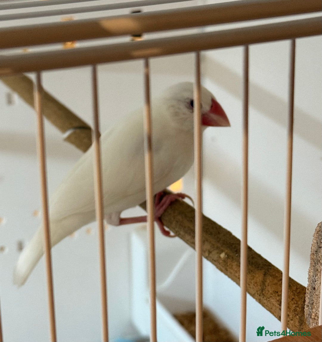 Finches birds for sale: 1 female Java and pair of gouilden  finches  - Image 5