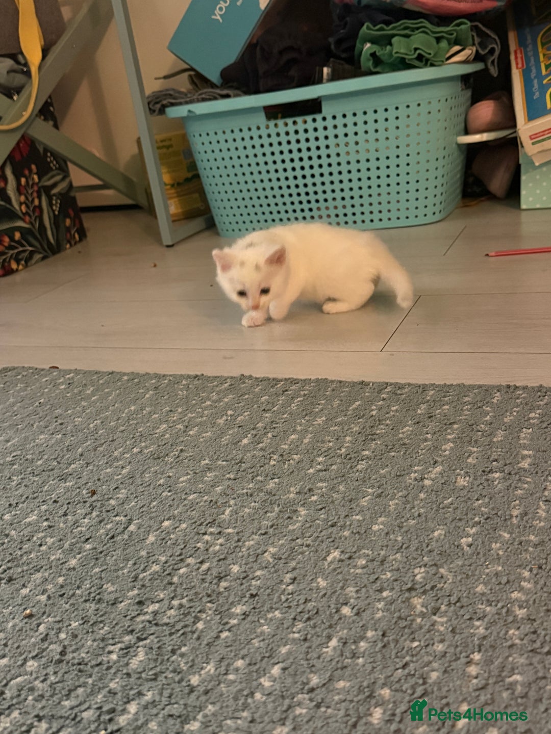 Ragdoll cats for sale: Ragdoll x British short hair kittens for sale  - Image 5