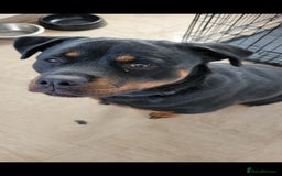 Rottweiler dogs for sale: rottweiler cross - Image 2