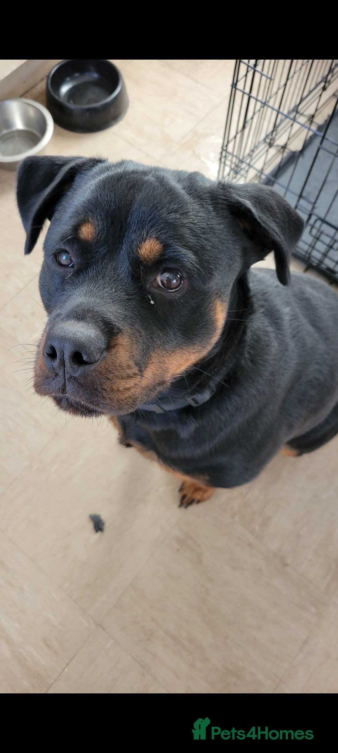 Rottweiler dogs for sale: rottweiler cross - Image 2