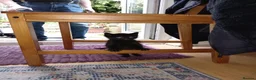 Mixed Breed cats for sale: 5 adorable boy kittens - Advert 13