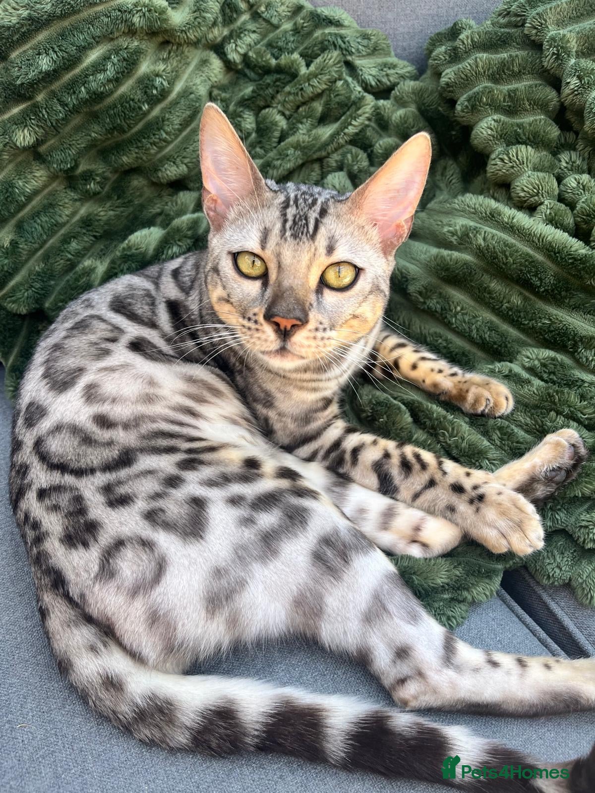 Bengal cats 9 month old Bengal boy  - Advert 1