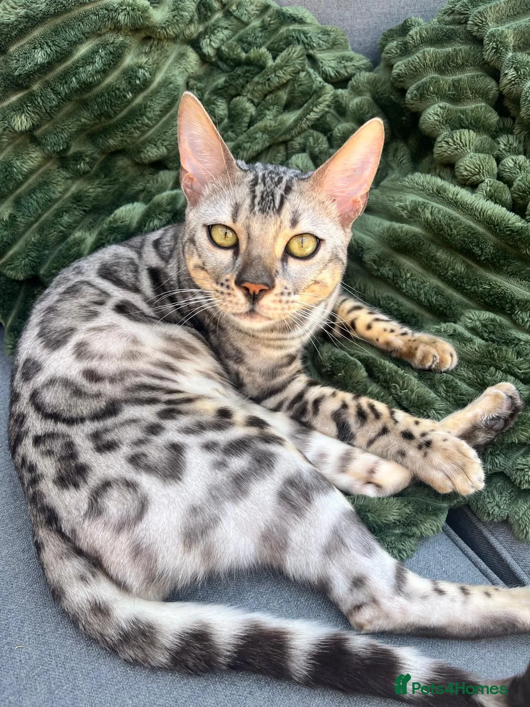 Bengal cats for sale: 9 month old Bengal boy  - Advert 1