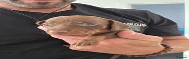 Miniature Dachshund 4