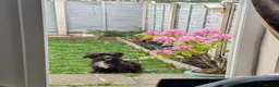 Jackapoo dogs for sale: New home for playful Jackapoo in Chester - Advert 3
