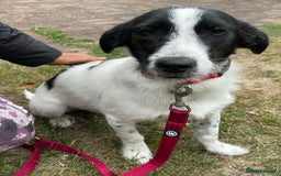 Mixed Breed dogs for adoption: Beautiful & Gentle LALY - for a Loving Home - Image 4