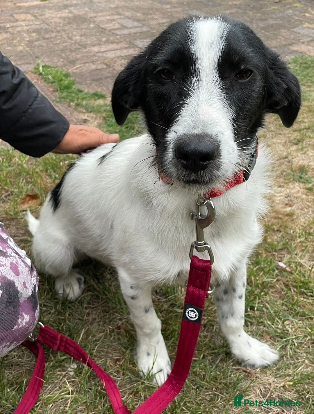 Mixed Breed dogs for adoption: Beautiful & Gentle LALY - for a Loving Home - Image 4