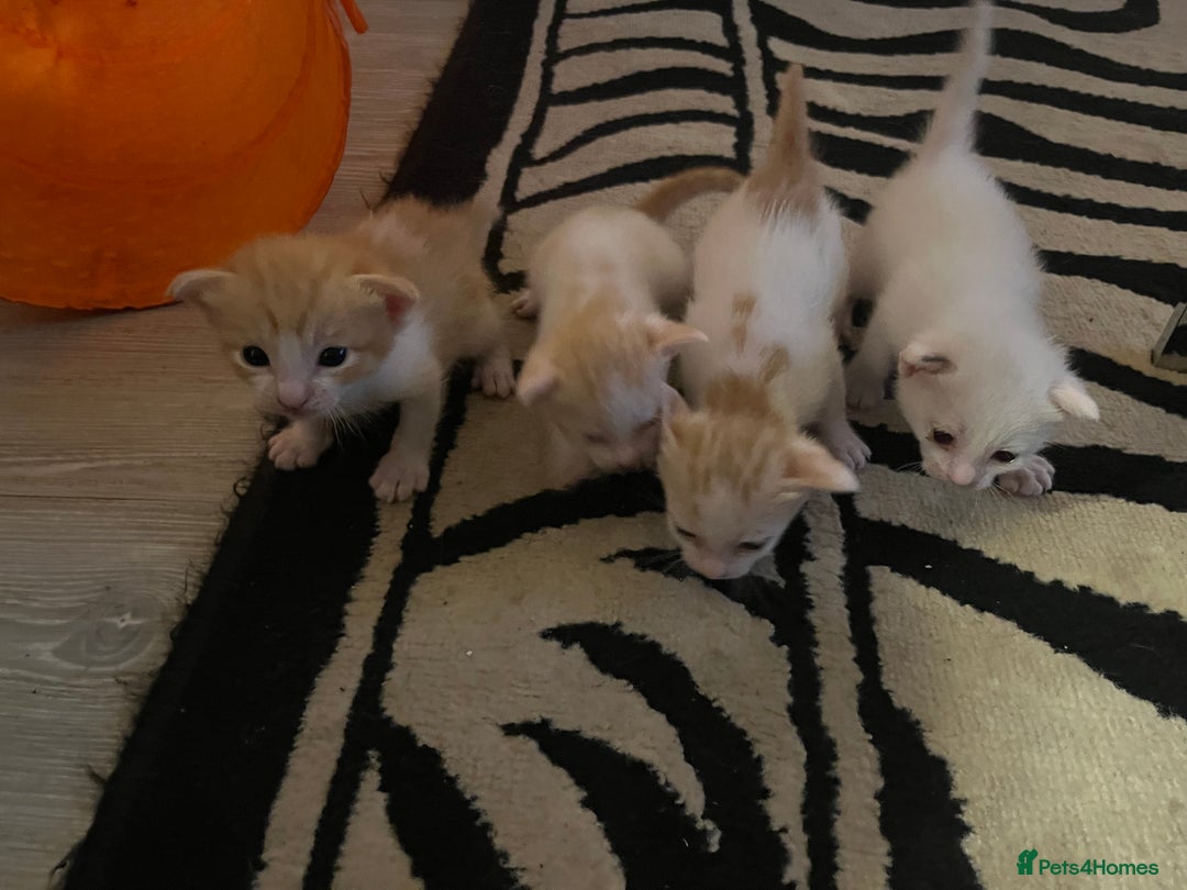 Oriental cats for sale: Gorgeous oriental kittens  - Advert 16