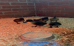 Ducks poultry for sale: Cayuga ducklings  - Image 2