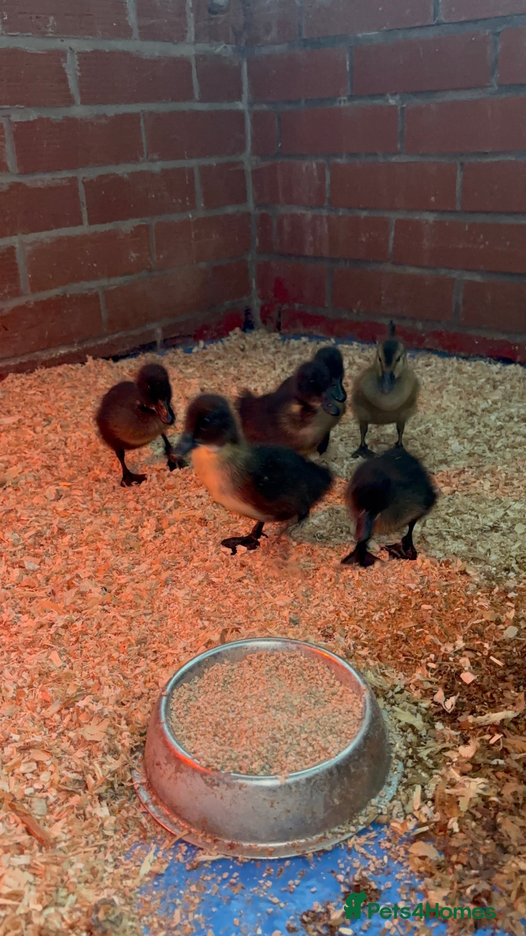 Ducks poultry for sale: Cayuga ducklings  - Image 2