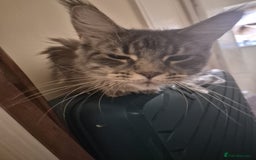 Maine Coon cats for sale: 9 month old maine coon - Image 4