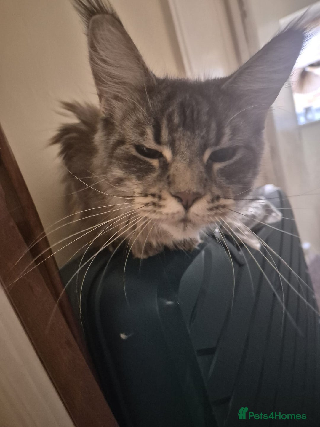 Maine Coon cats for sale: 9 month old maine coon - Image 4