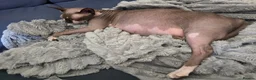 Sphynx cats for sale: TICA Sphynx kittens wait list for reservation - Advert 3