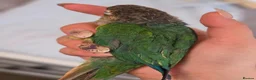 Conures birds for sale: Green-Cheek Conure With Cage and Accessory's - Advert 2