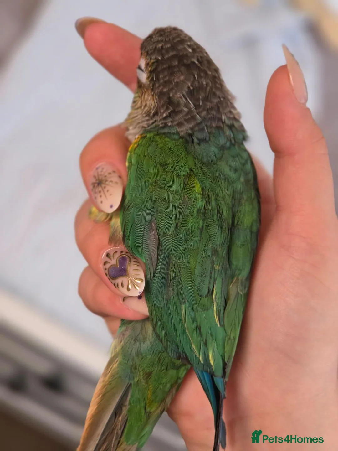 Conures birds for sale: Green-Cheek Conure With Cage and Accessory's - Advert 2