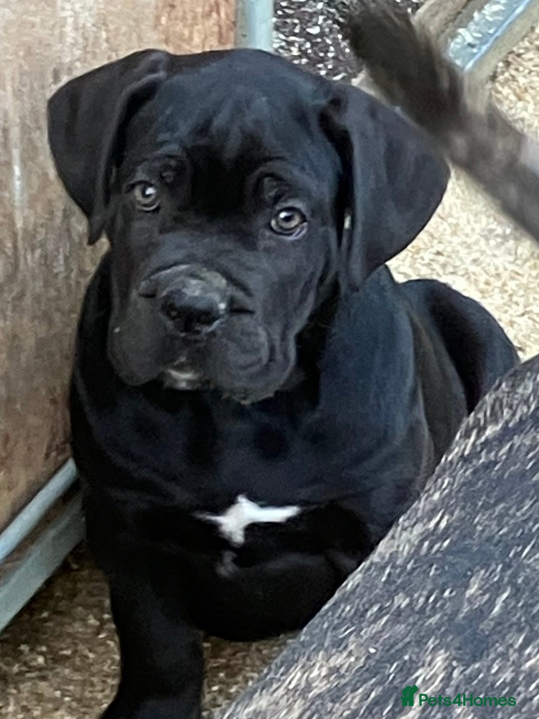 Cane Corso dogs for sale: Just one boy remaining  - Image 10