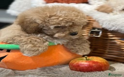 Shihpoo dogs for sale: Absolutely stunning Shihpoo pups ready now ❤️ - Image 9
