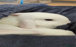 Mini Lop rabbits for sale: Baby mini lop rabbits, only 2 boys left - Image 9